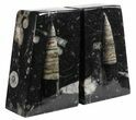 Polished Orthoceras Bookends - Morocco #61337-1